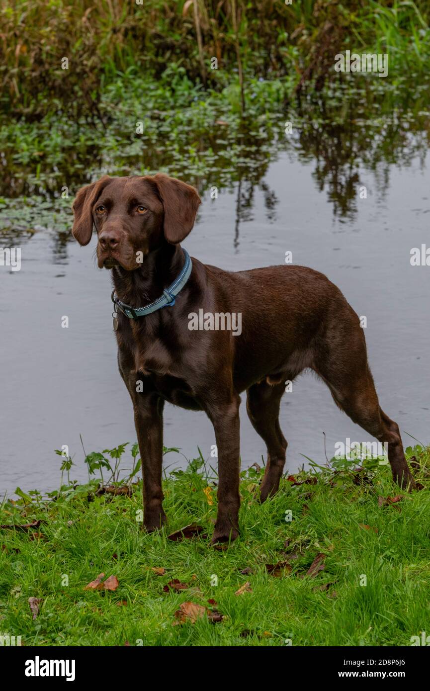 un labrador springer spaniel croce springerdor o labradinger croce bree cioccolato labrador razze di cane. Foto Stock