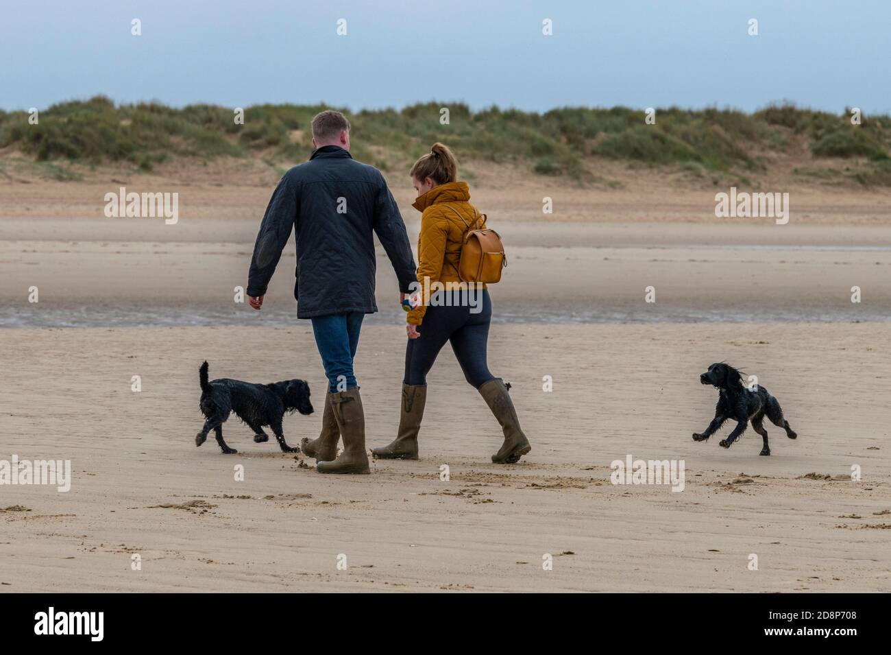 una giovane coppia di campagna che indossa un abbigliamento all'aperto che cammina sulle loro spaniels sulla spiaggia di holkham nel nord di norfolk, regno unito Foto Stock