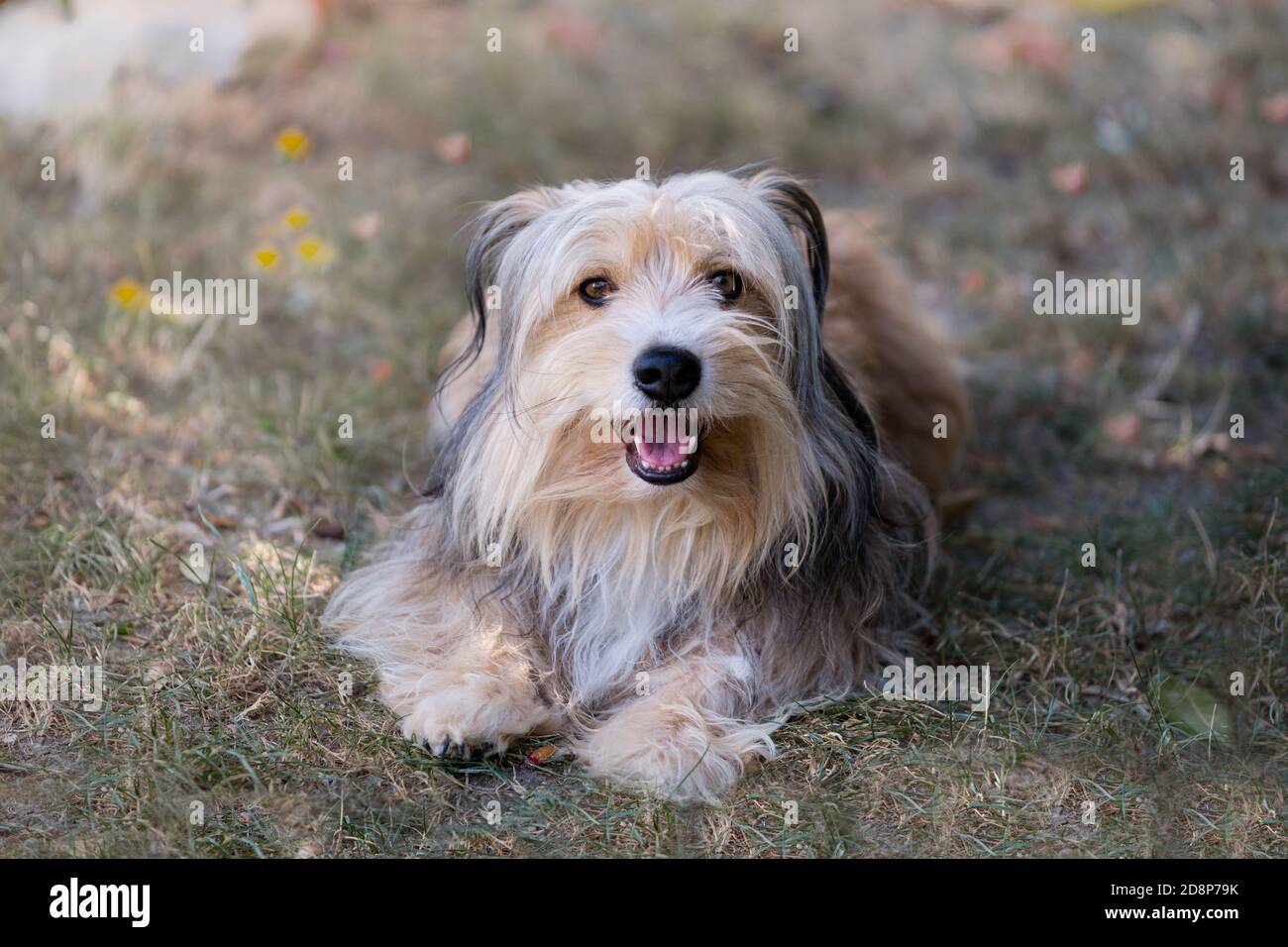 bellissimo cane morbido guardando alla macchina fotografica Foto Stock