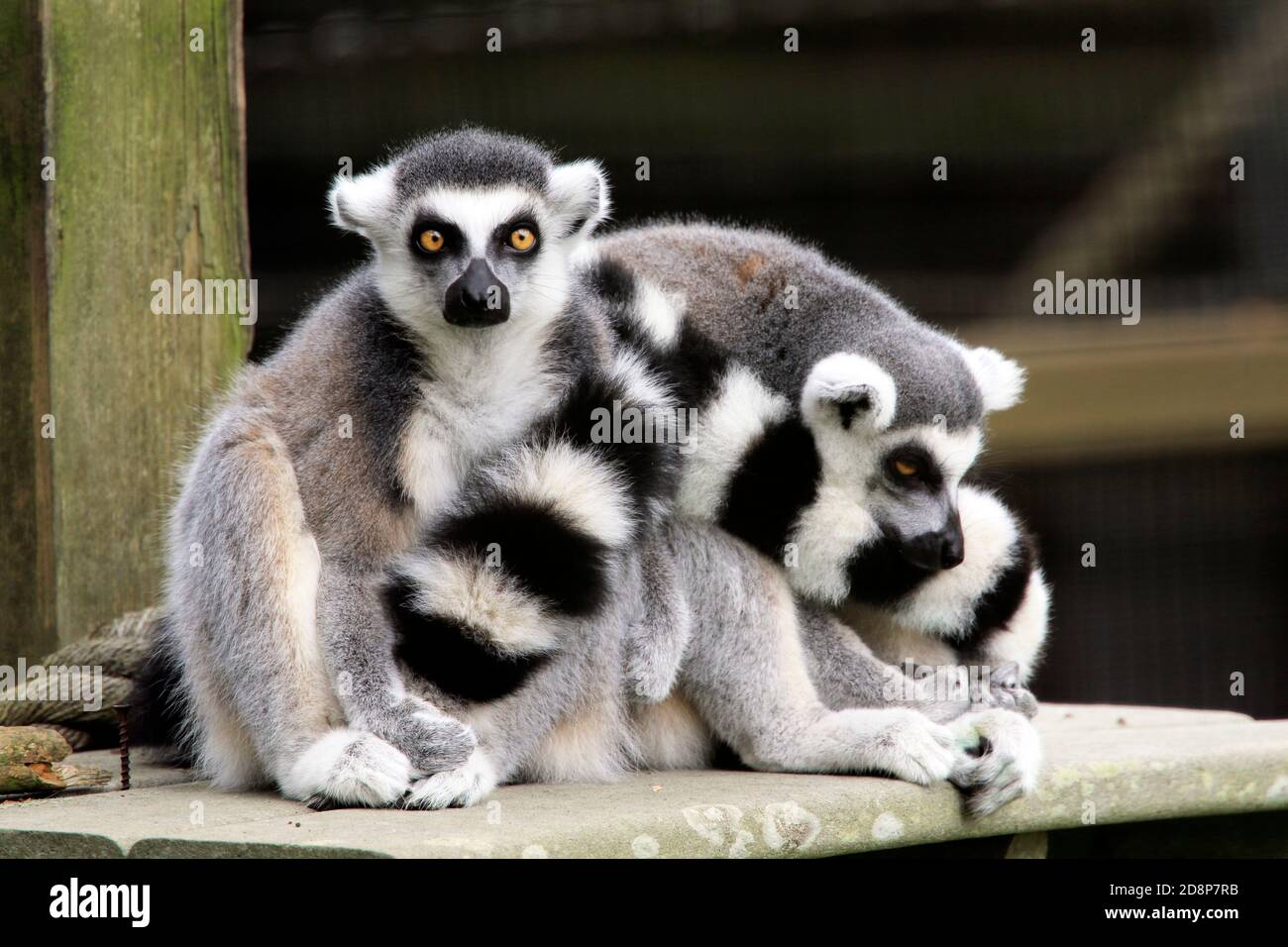 Due lemuri con coda ad anello, Lemur catta, allo zoo della contea di Cape May, New Jersey, USA Foto Stock
