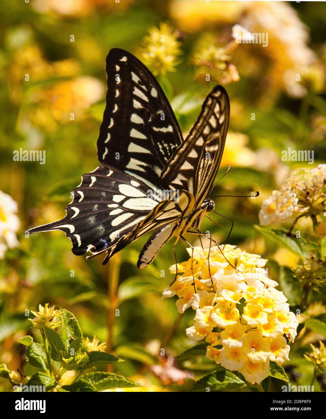 Estrema chiusura di una farfalla asiatica a coda di rondine. Foto Stock