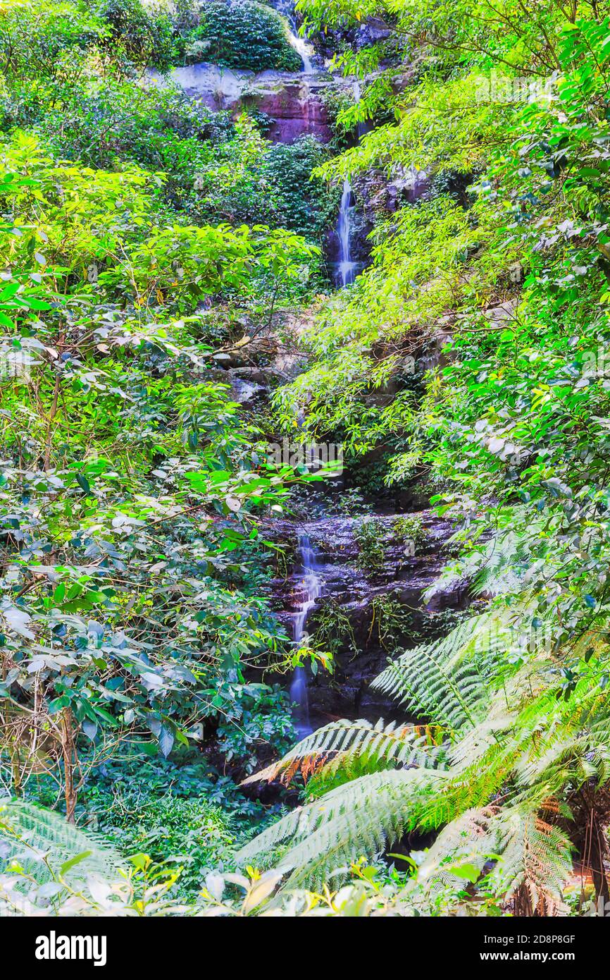 Cascata nel parco nazionale e centro di Minnamurra che scorre verso il torrente Minnamurra attraverso una fitta foresta lussureggiante sempreverde. Foto Stock