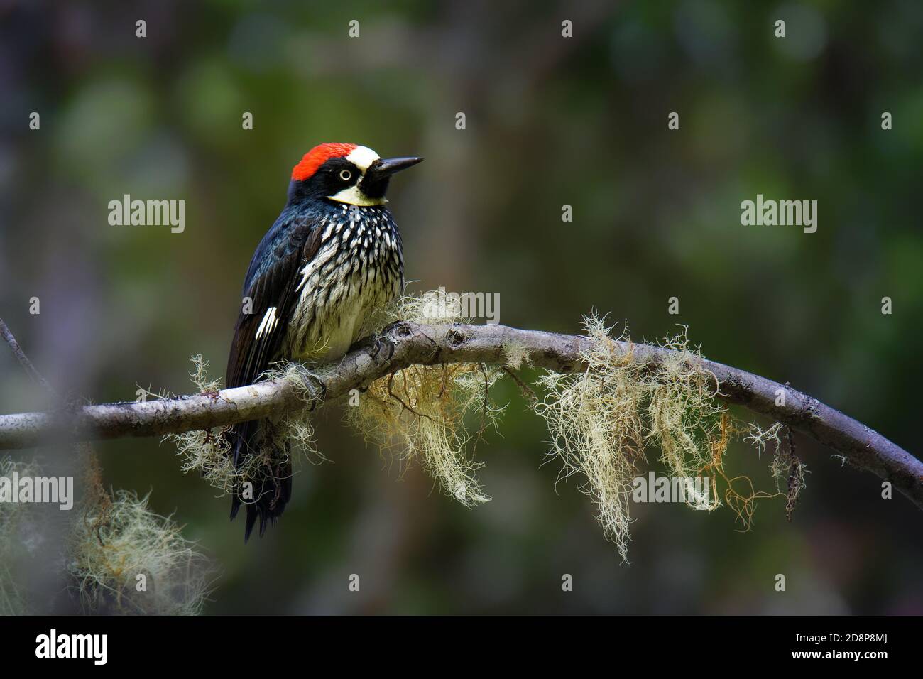 Acorn Woodpecker - Melanerpes formicivorus picchio uccello di medie dimensioni, testa bruno-nero, schiena, ali e coda, fronte bianco, gola, ventre e. Foto Stock