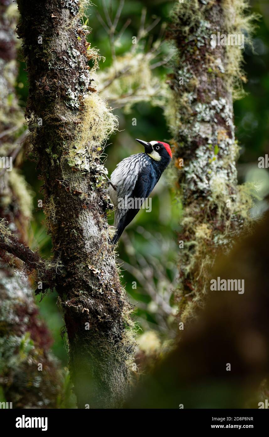 Acorn Woodpecker - Melanerpes formicivorus picchio uccello di medie dimensioni, testa bruno-nero, schiena, ali e coda, fronte bianco, gola, ventre e. Foto Stock