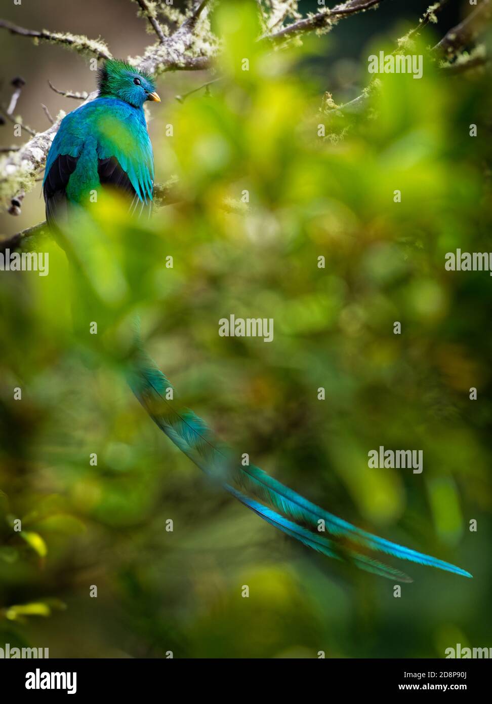 Quetzal - Pharomachrus mocinno maschio - di uccelli nel trogon famiglia. Si è trovato dal Chiapas, Messico ad ovest di Panama. È ben noto per i suoi colorati Foto Stock