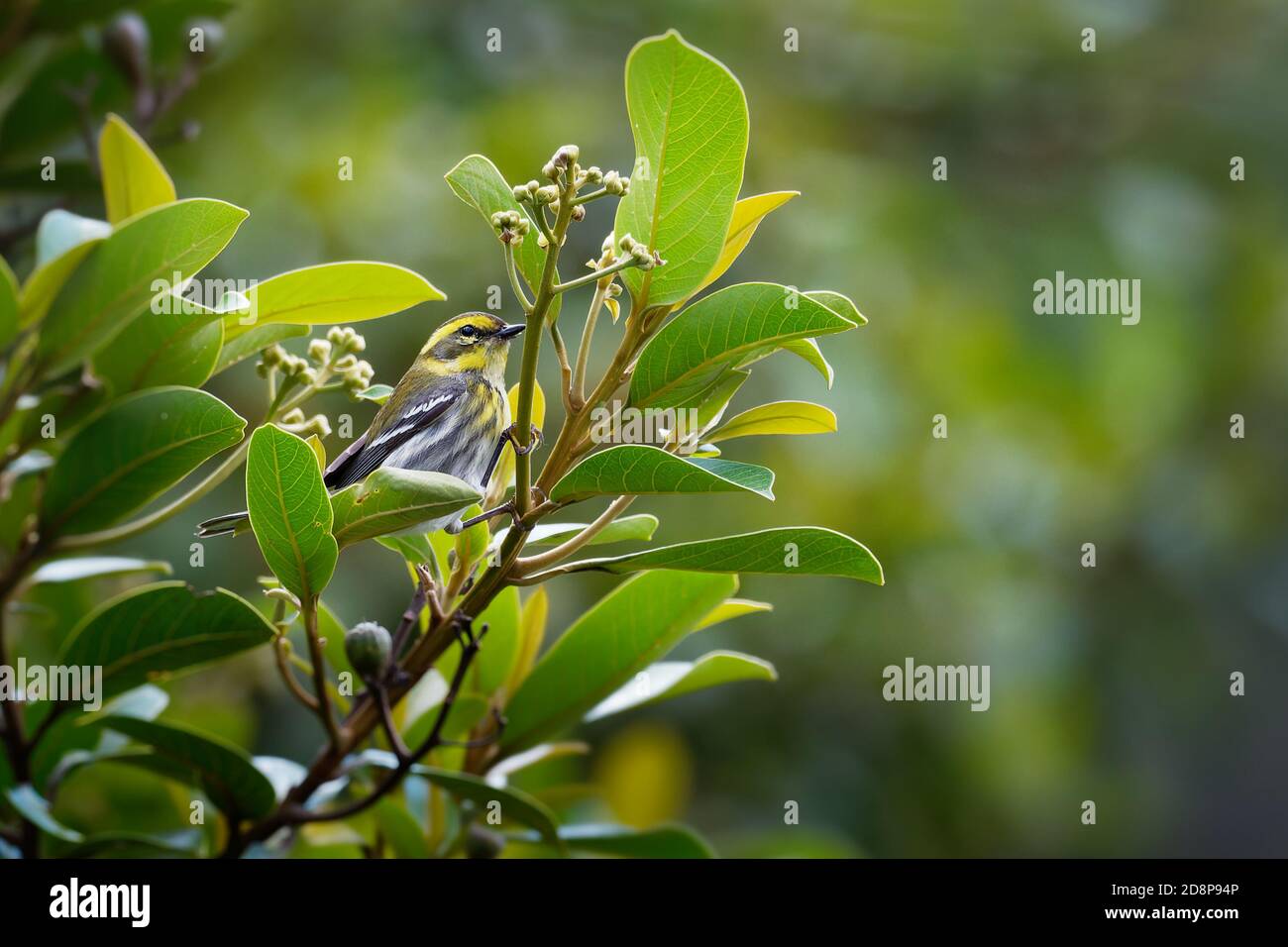 Townsends Warbler - Setophaga Townsendi piccolo songbird della famiglia dei guerrieri del nuovo mondo, faccia gialla con una striscia nera attraverso le sue guance che si estendono dentro Foto Stock