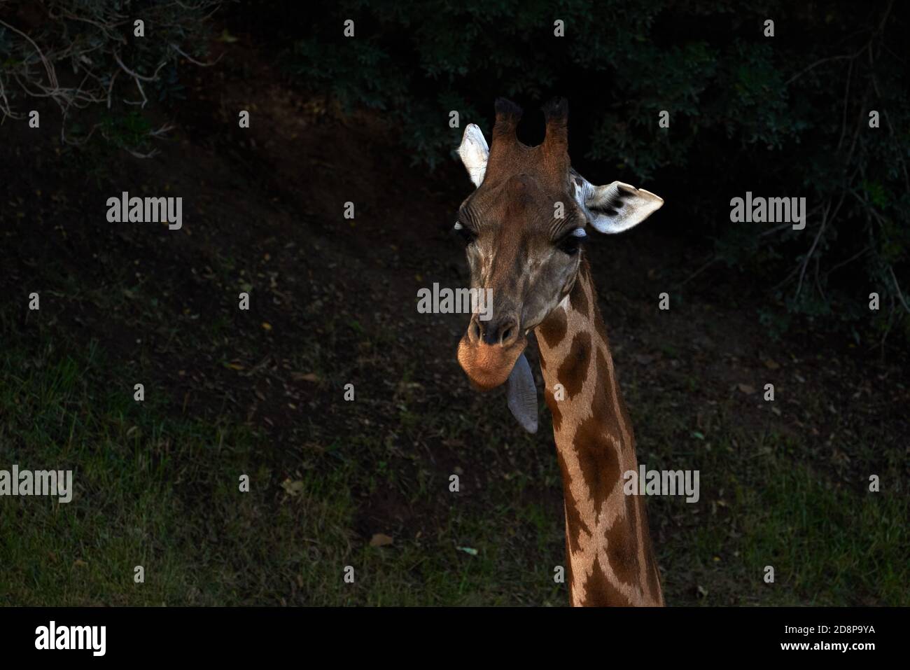 Bellissimo ritratto in primo piano di una giraffa Baringo con la sua lingua fuori in uno zoo a Valencia, Spagna Foto Stock