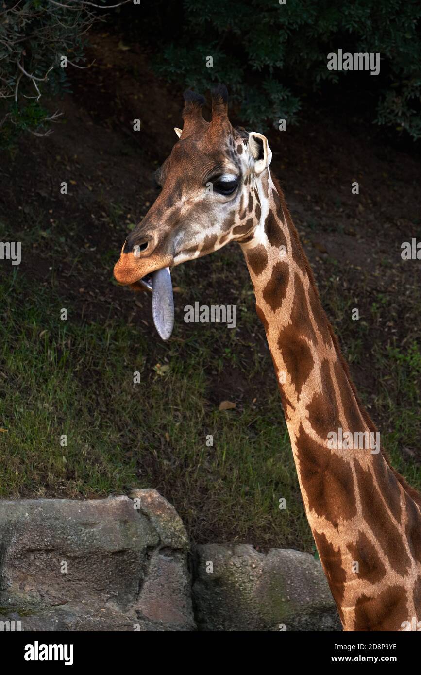 Ritratto verticale di una giraffa Baringo a collo lungo con la sua lingua fuori in uno zoo a Valencia, Spagna Foto Stock