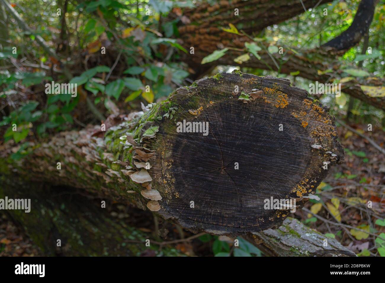 Tacchino Tail Mushrooms crescere su un ceppo Foto Stock