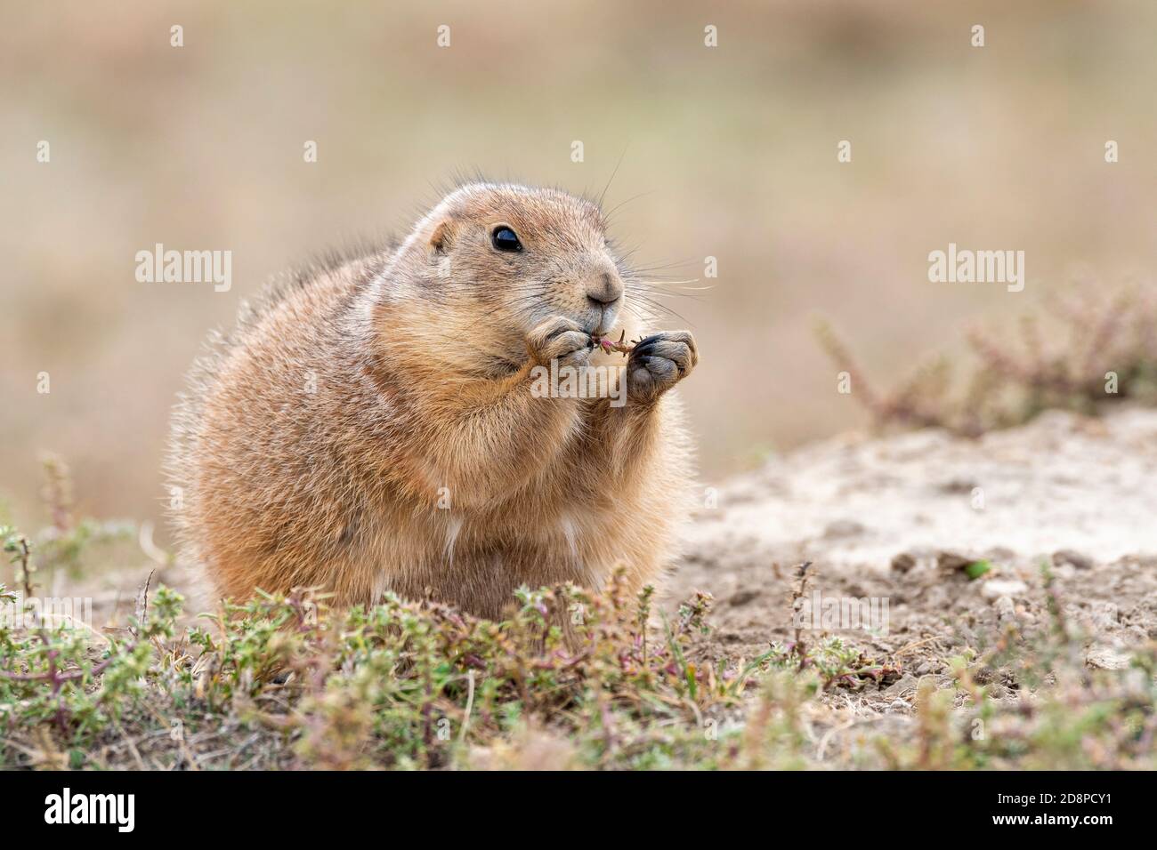 Cane di prateria dalla coda nera (Cynomys ludovicianus) mangiare il tistolo russo, caduta, Theodore Roosevelt NP, ND, USA, di Dominique Baud/Dembinsky Photo Assoc Foto Stock