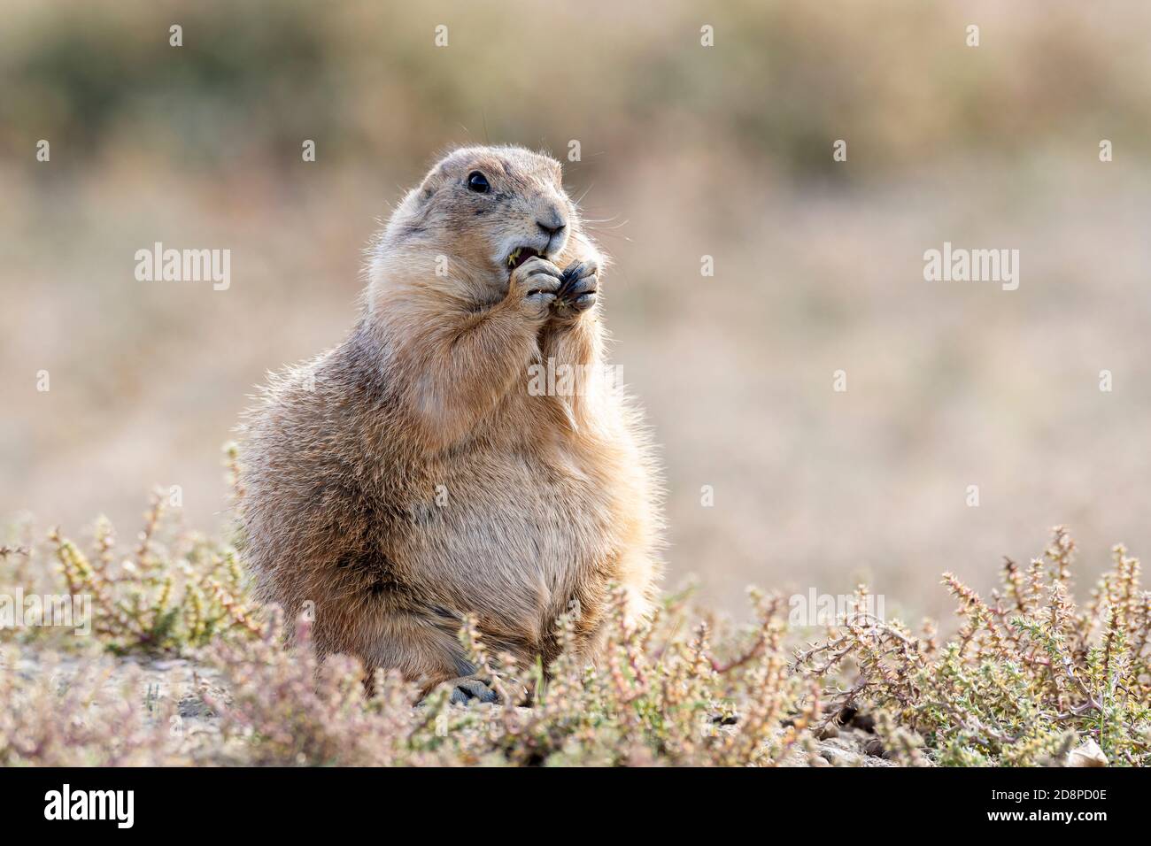 Cane di prateria dalla coda nera (Cynomys ludovicianus) mangiare il tistolo russo, caduta, Theodore Roosevelt NP, ND, USA, di Dominique Baud/Dembinsky Photo Assoc Foto Stock