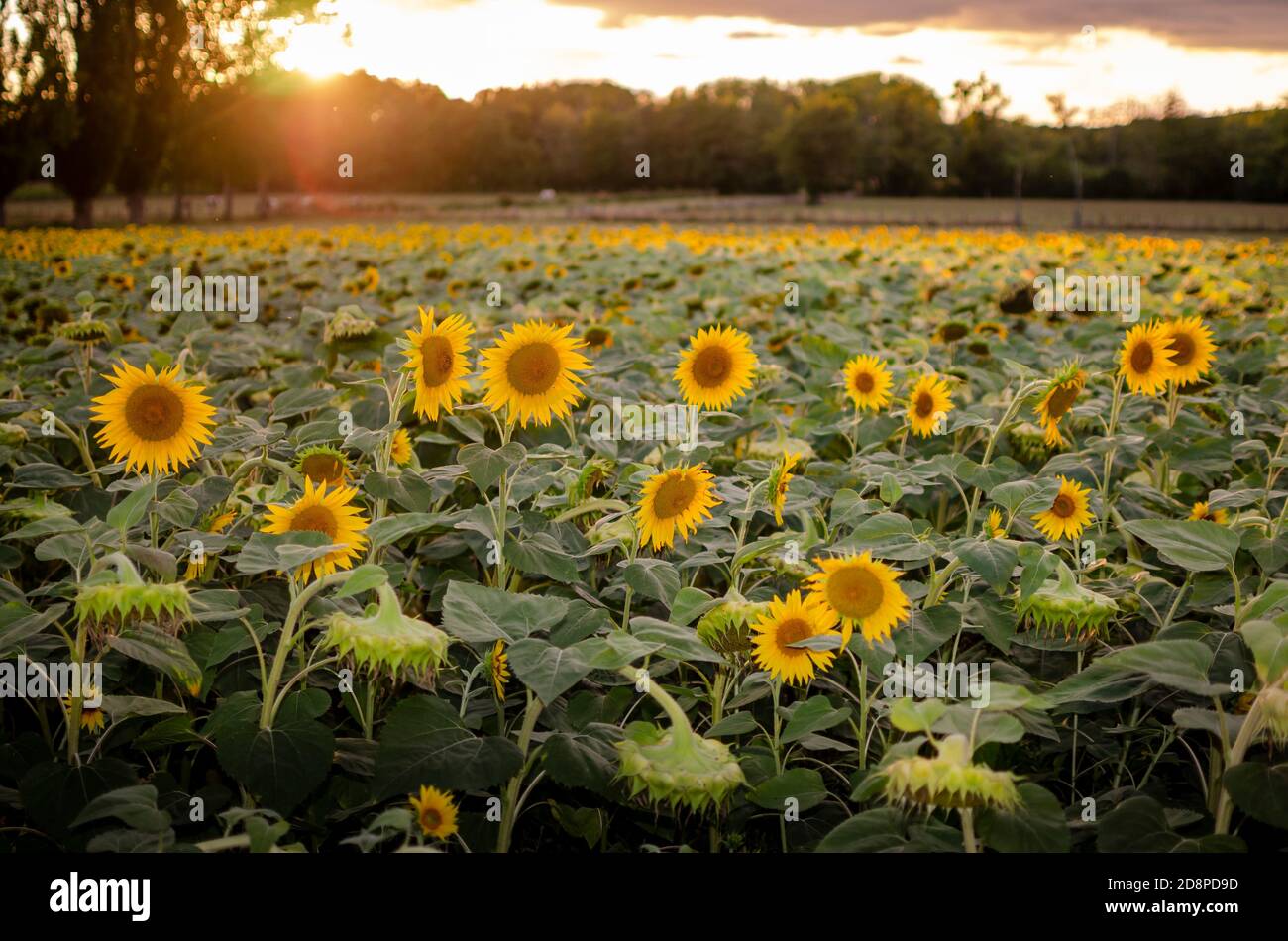 girasoli in un campo a bassa luce Foto Stock