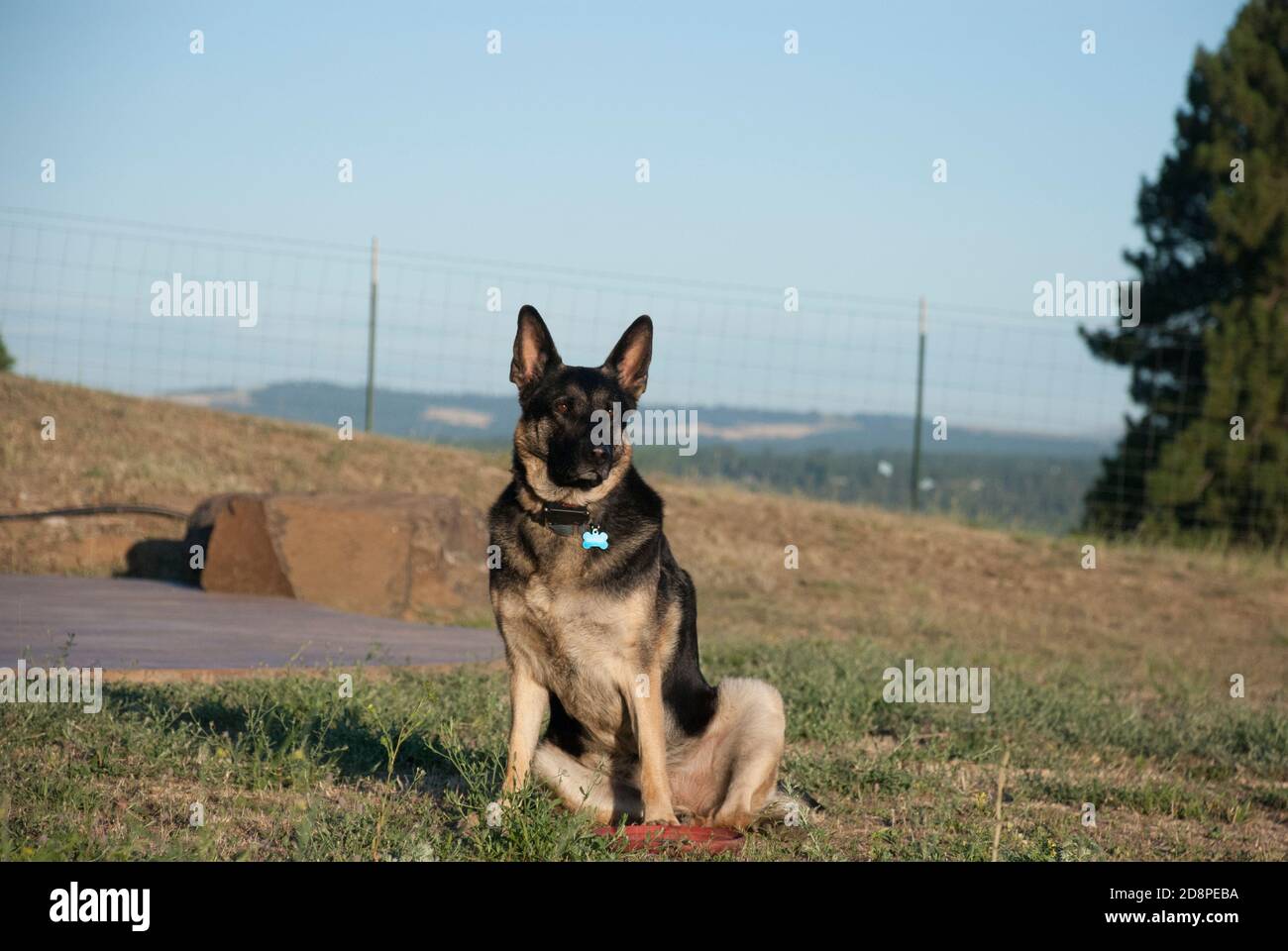 Pastore tedesco seduto al mattino Foto Stock