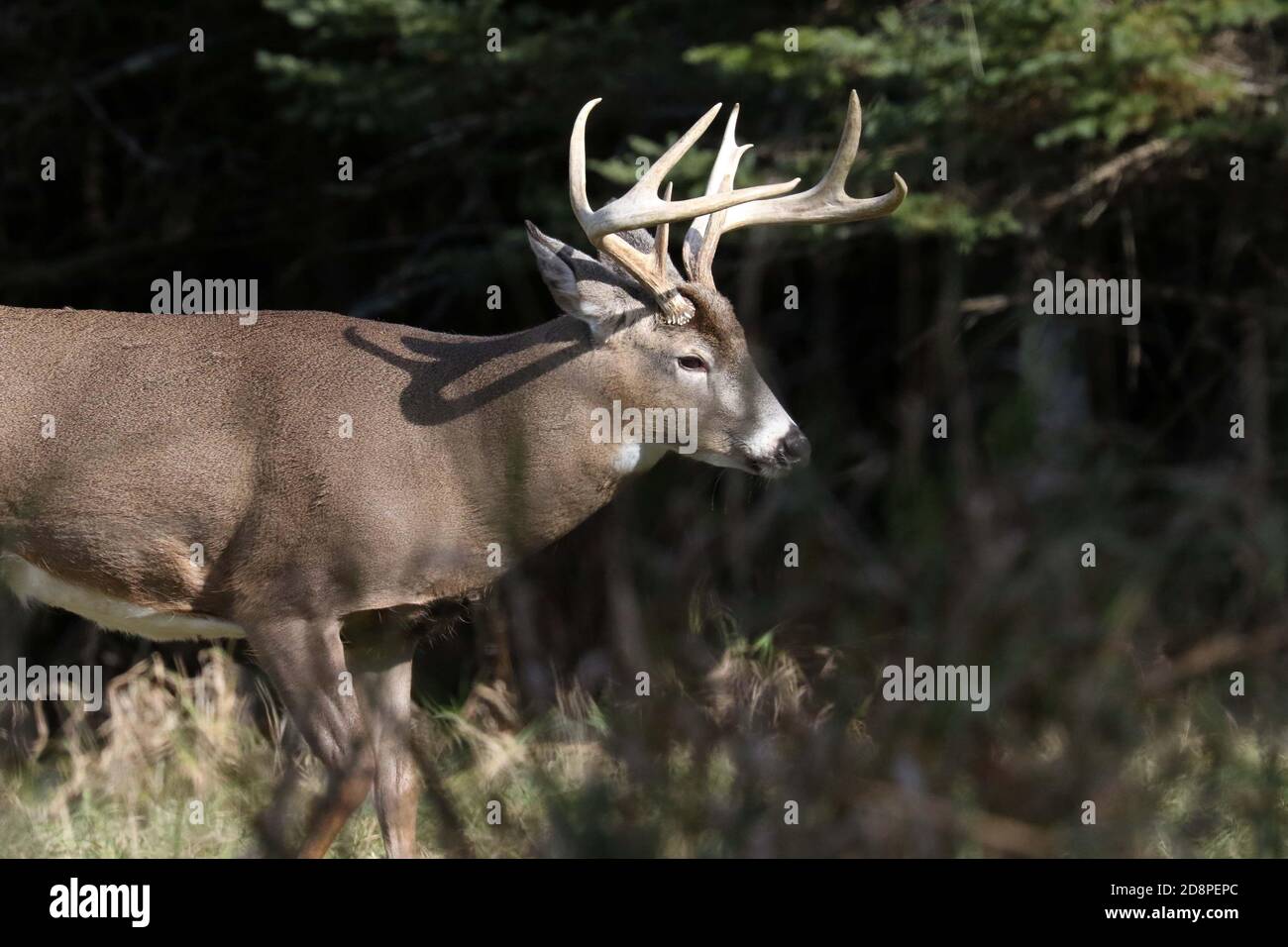 Cervi, bucks o does o fawns dalla coda bianca Foto Stock