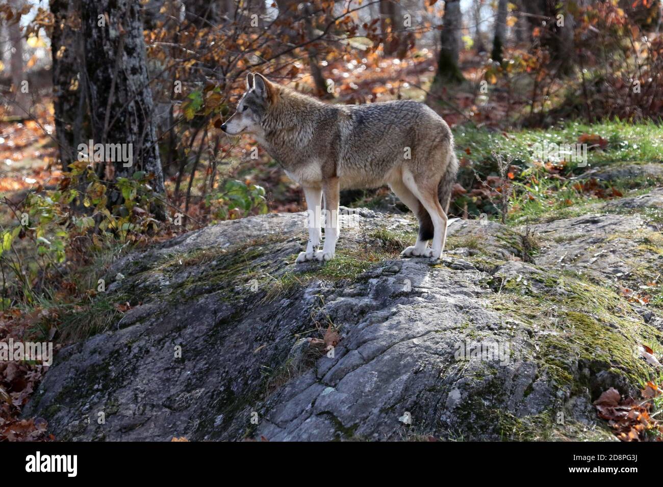 Coyote in autunno scenico Foto Stock