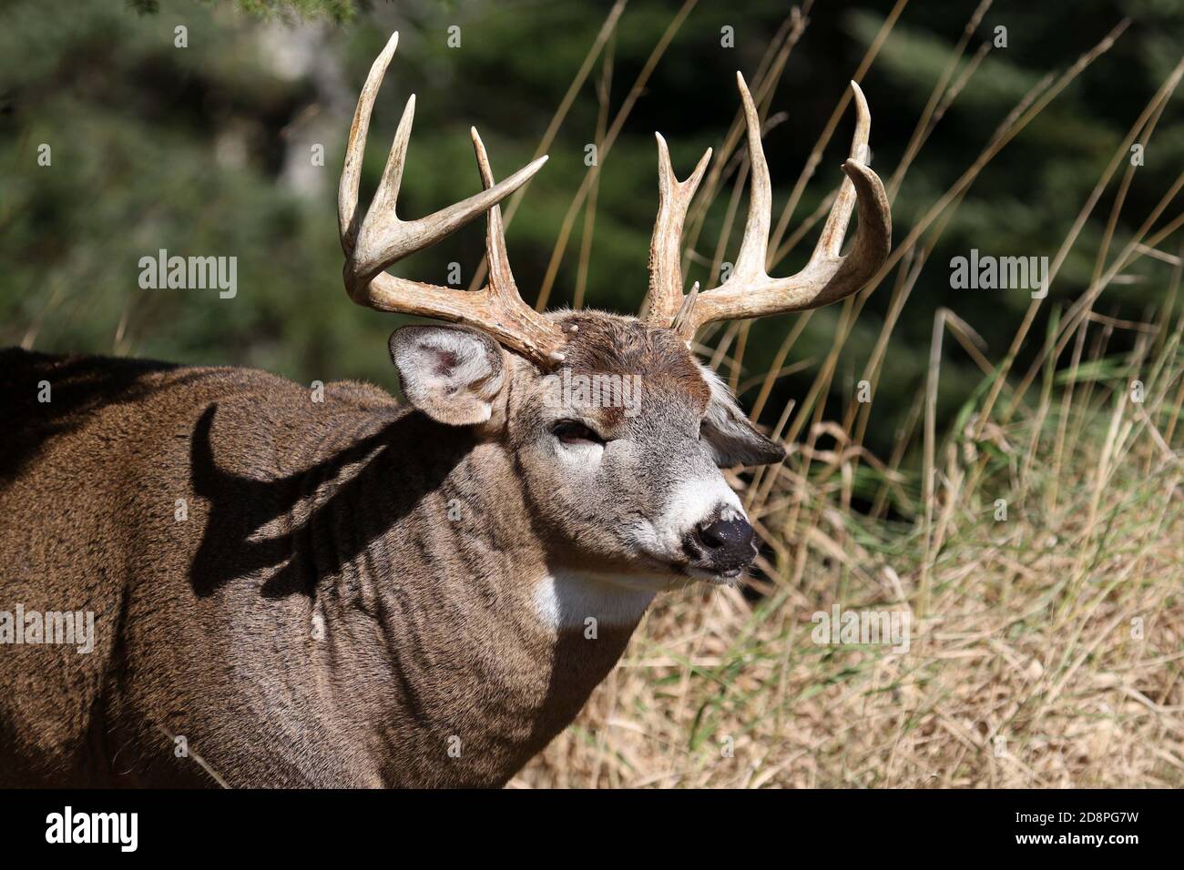 Cervi, bucks o does o fawns dalla coda bianca Foto Stock
