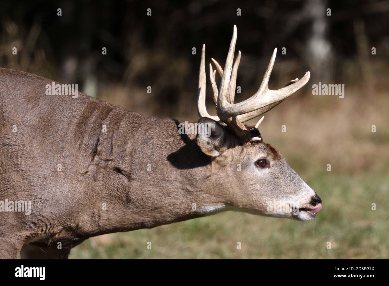 Cervi, bucks o does o fawns dalla coda bianca Foto Stock