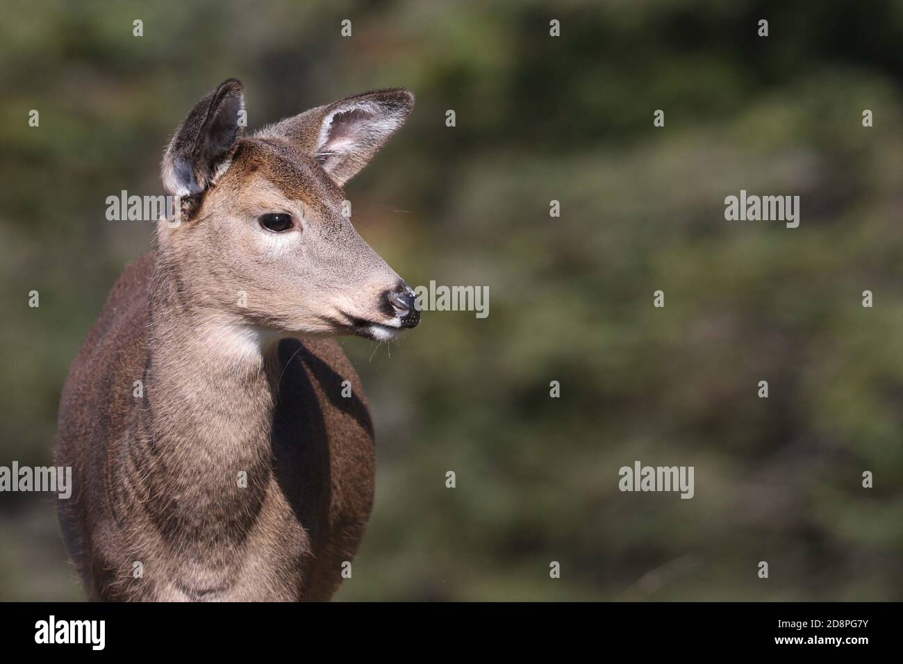 Cervi, bucks o does o fawns dalla coda bianca Foto Stock