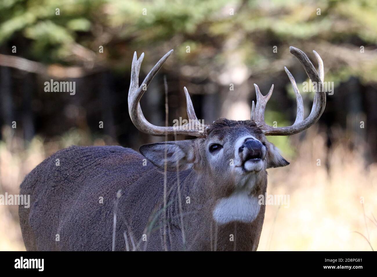 Cervi, bucks o does o fawns dalla coda bianca Foto Stock