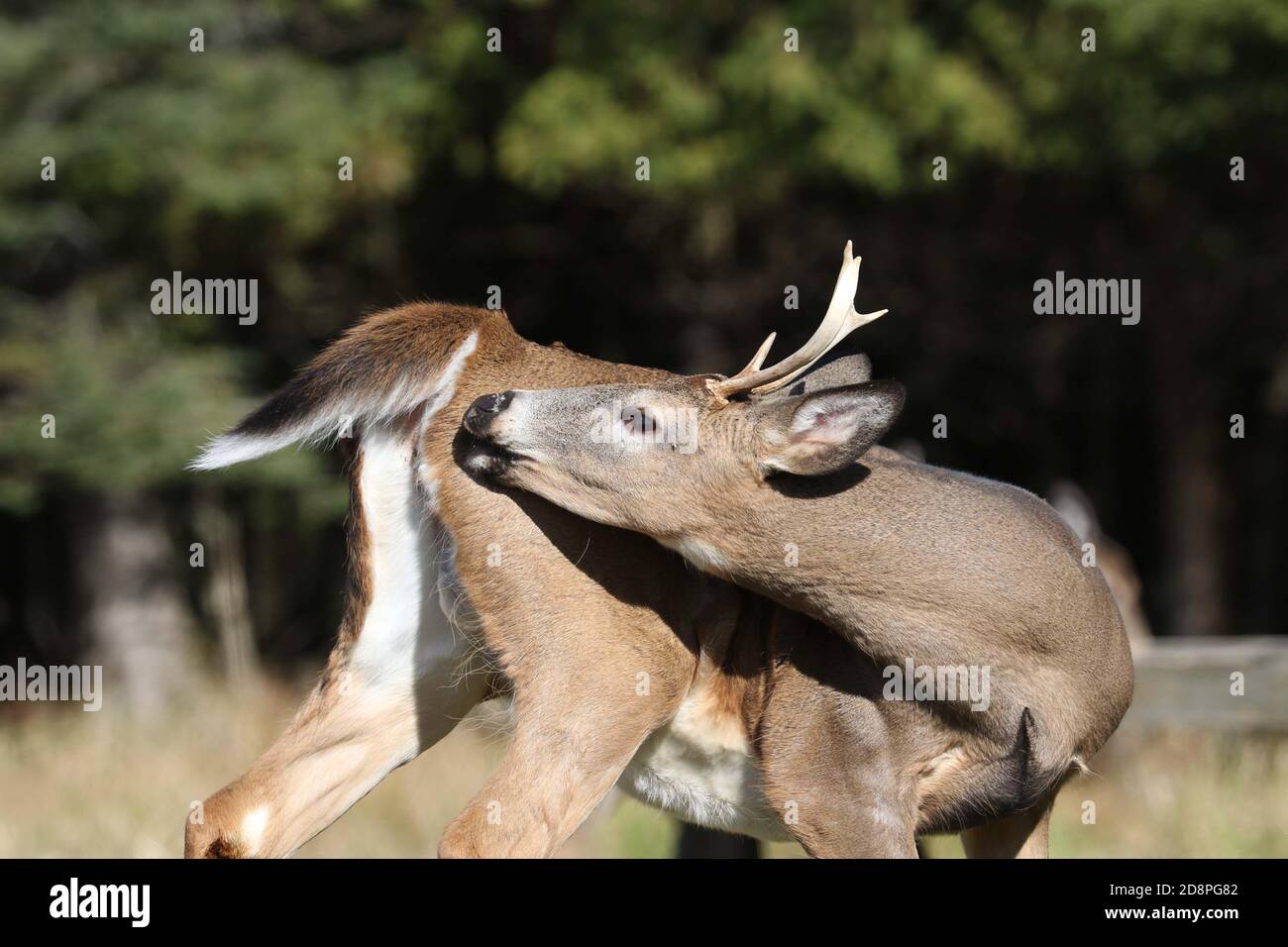 Cervi, bucks o does o fawns dalla coda bianca Foto Stock
