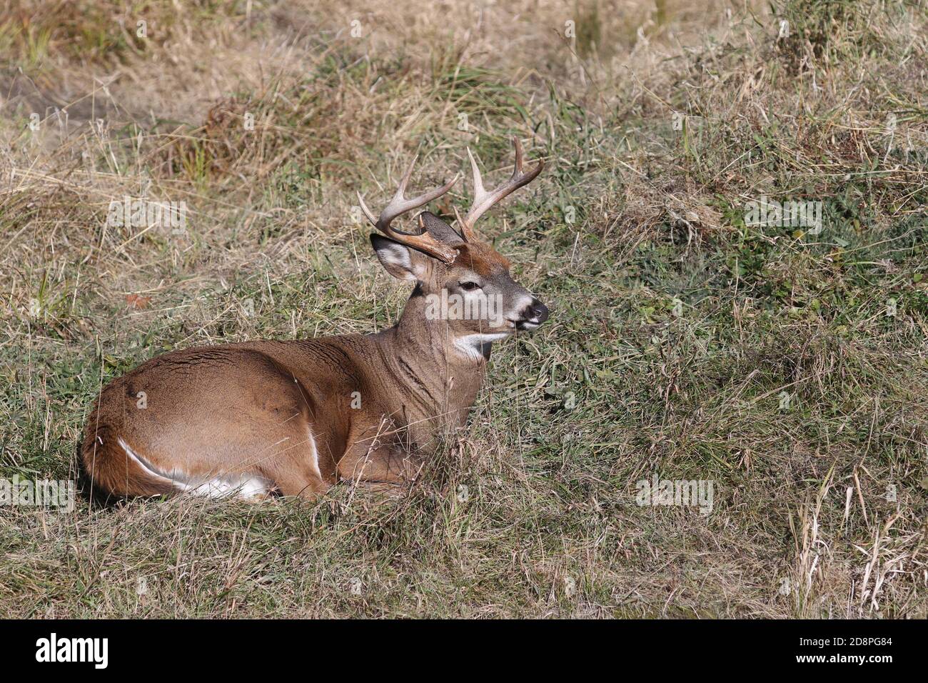 Cervi, bucks o does o fawns dalla coda bianca Foto Stock