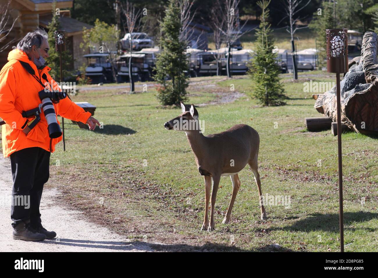 Cervi, bucks o does o fawns dalla coda bianca Foto Stock
