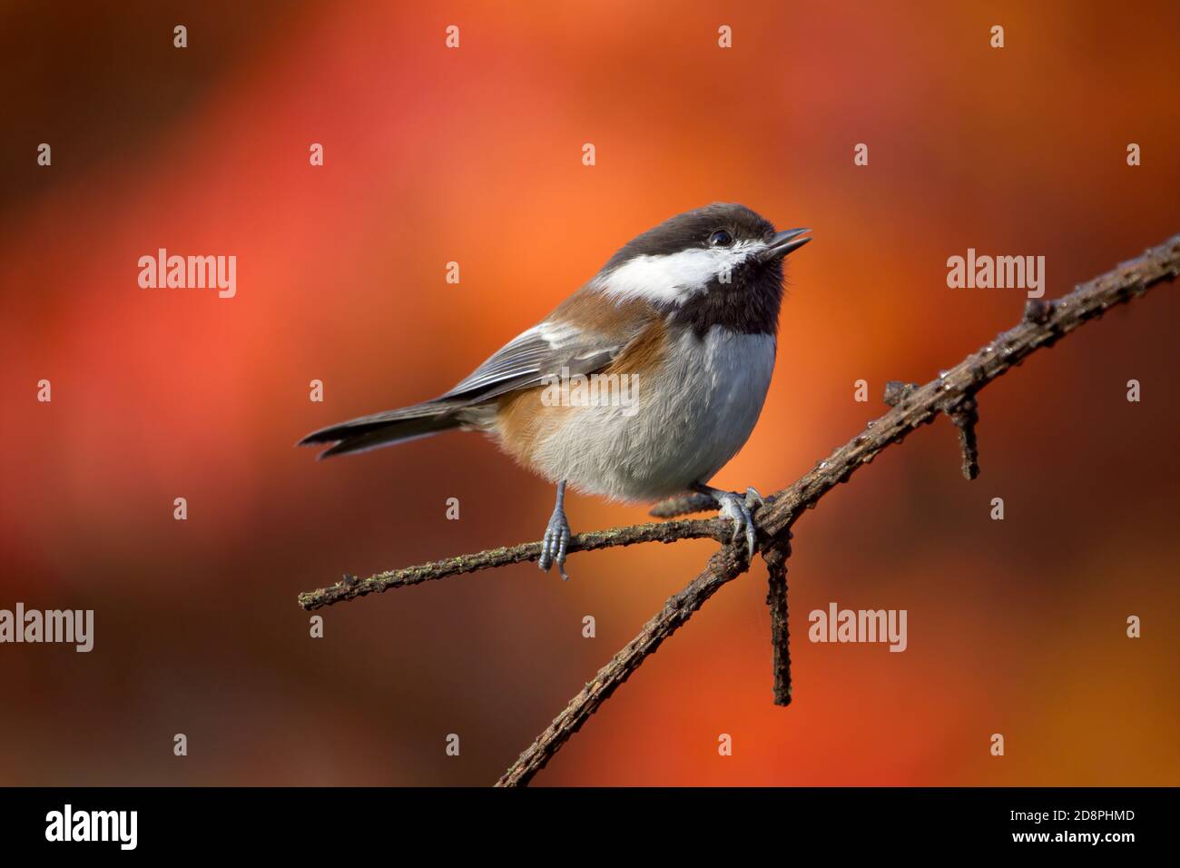 chickadee castagno-backed arroccato sul ramo con colori autunnali sullo sfondo, Snohomish, Washington, USA Foto Stock