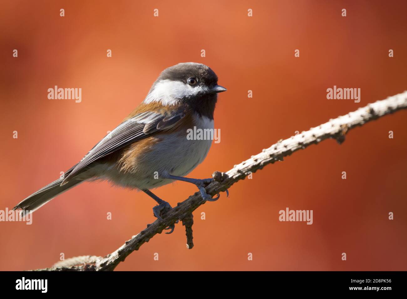 chickadee castagno-backed arroccato sul ramo con colori autunnali sullo sfondo, Snohomish, Washington, USA Foto Stock