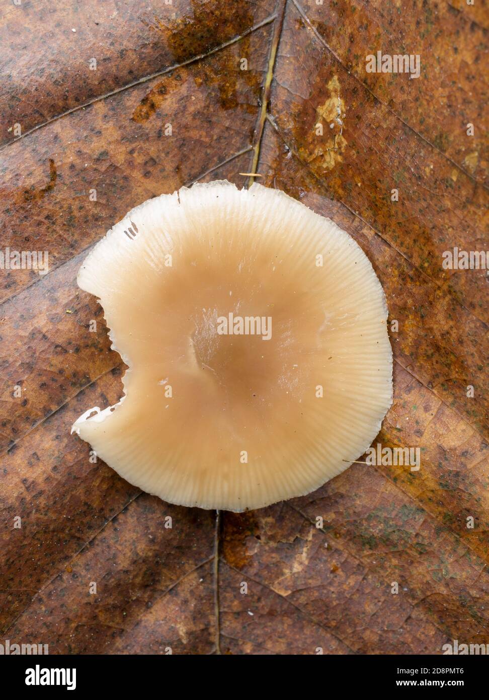 La parte inferiore o le branchie del fungo Entoloma strictius. Foto Stock