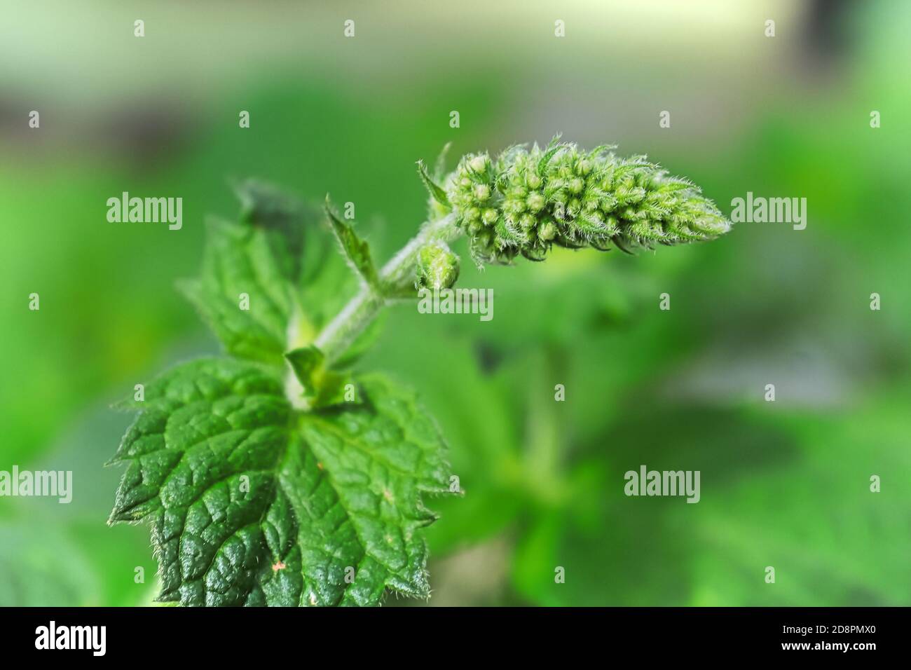Una vista macro di foglie e fiore germoglio testa di il balsamo di limone Foto Stock