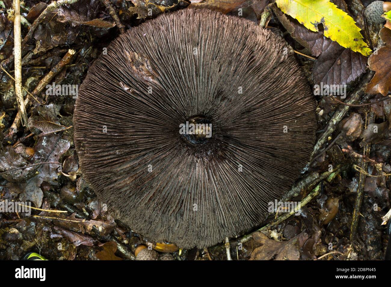 Le branchie di un vecchio fungo Agaricus placomyces con stelo rimosso. Foto Stock