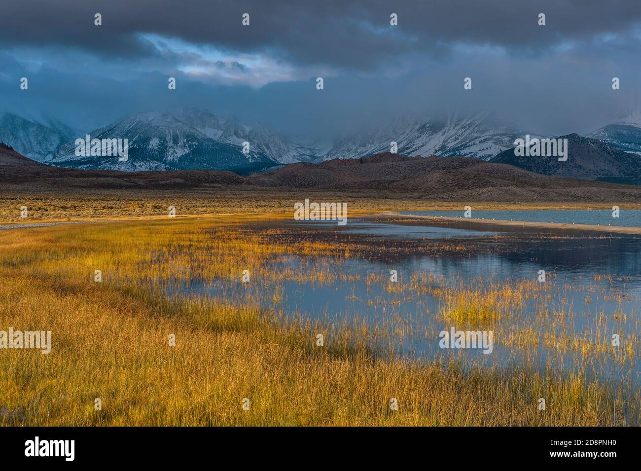 In prossimità di Storm, Wetlands, Mount Gibbs, Mount Dana, Mono Basin National Forest Scenic Area, Eastern Sierra, Inyo National Forest, California Foto Stock