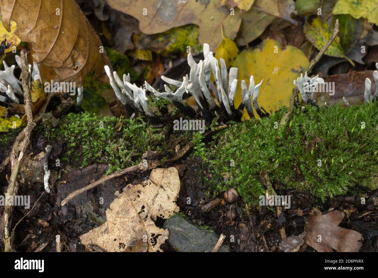 Il fungo del candelabro o Xylaria hypoxylon. Foto Stock