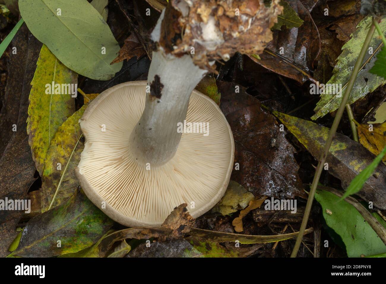 Le branchie del fungo dell'imbuto della nube giovane o la clitocibe nebularis. Foto Stock