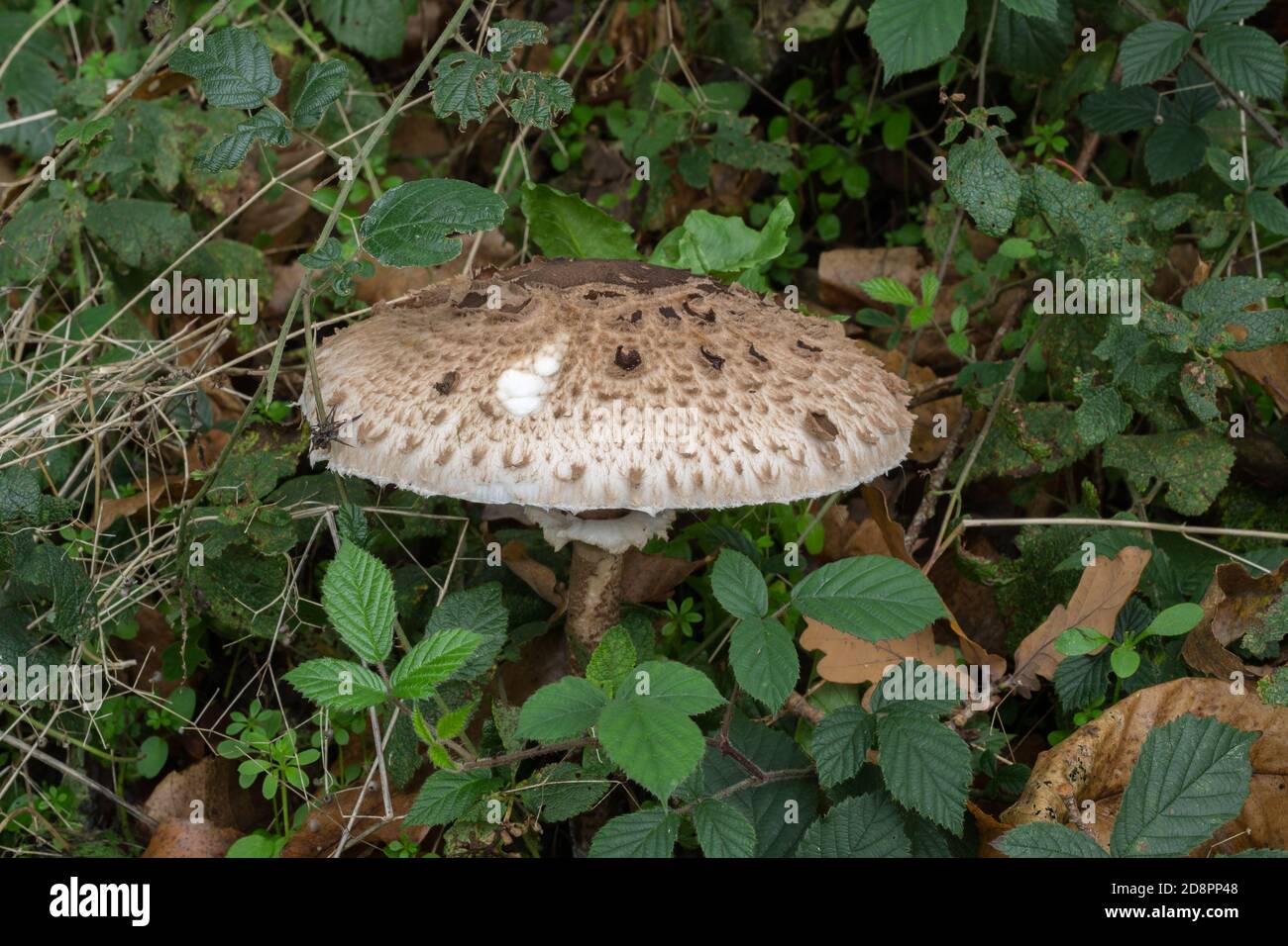 Il cappuccio del fungo del parasolo o Macrolepiota procera. Foto Stock