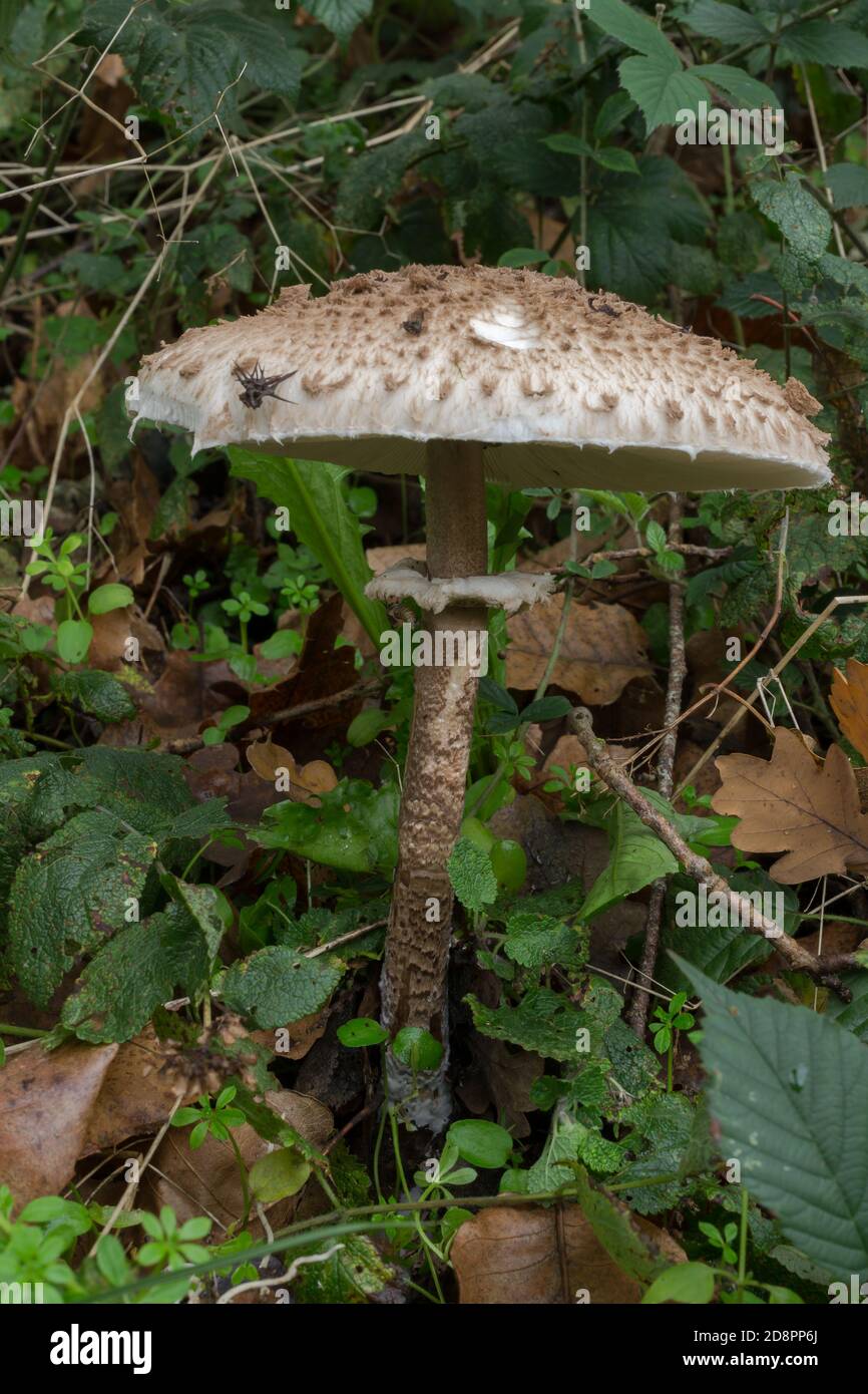 Un grande fungo parasolo o Macrolepiota procera che cresce su terreno boscoso umido. Foto Stock