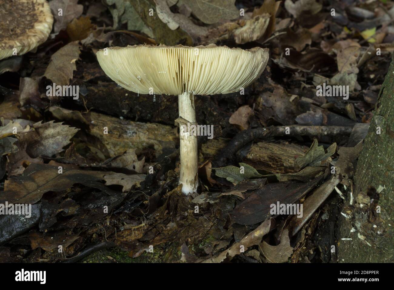 Vista laterale di un fungo parasolo invecchiato o Macrolepiota procera. Foto Stock