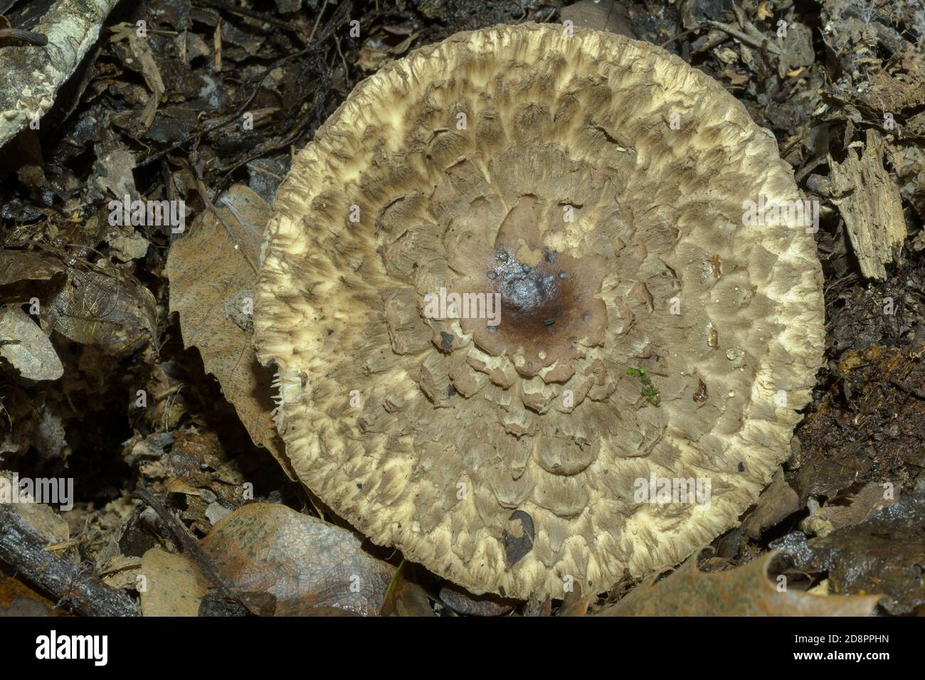 Il cappuccio di un fungo di parasolo invecchiato o procera di macrolepiota. Foto Stock