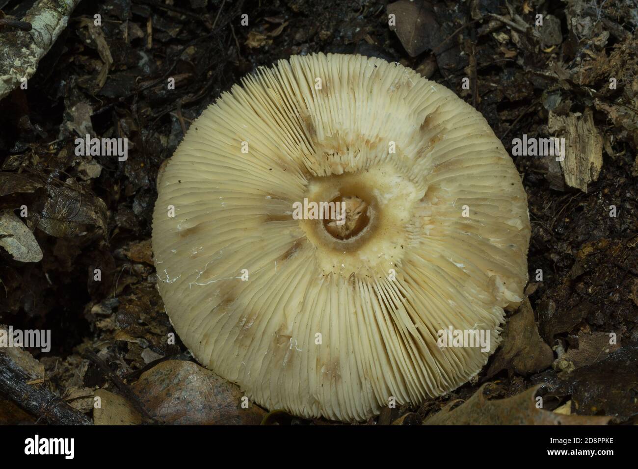 Le branchie del fungo del parasolo o procera del macrolepiota. Foto Stock