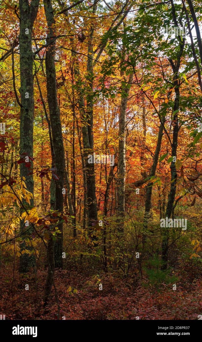 Autunno fogliame in New England. Colori vivaci di acero, faggio e querce nelle tonalità autunnali. Colori che cambiano decisamente la foresta. Hopkinton state Park, Massachusetts Foto Stock