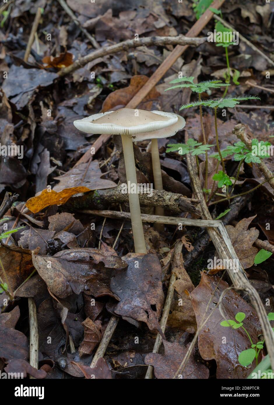 Forse il fungo Himenopellis furfuracea che cresce vicino a legno di marciume e cucciolata di foglie profonde in boschi umidi di caduta. Foto Stock