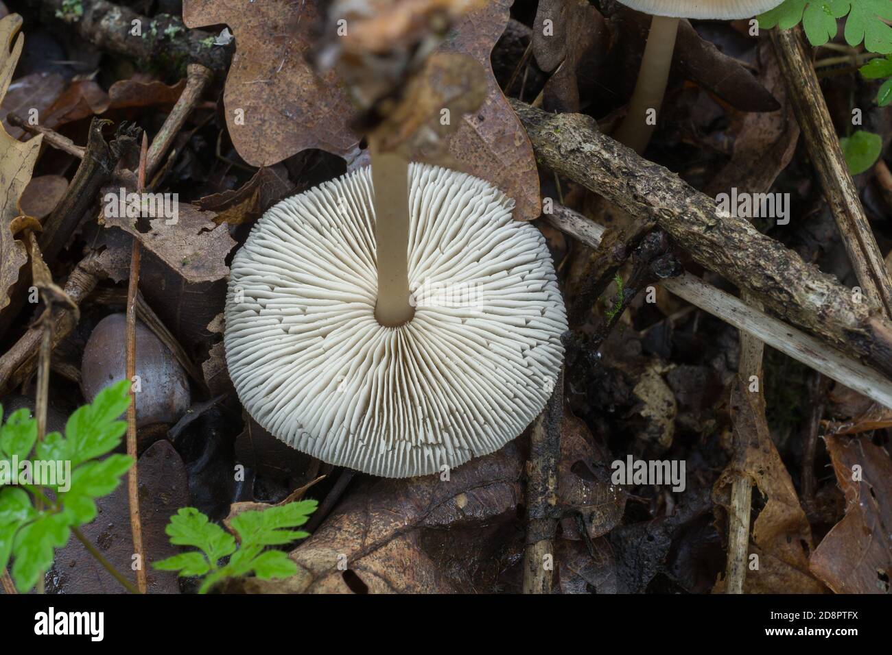 Le branchie non attaccate del fungo di Himenopellis furfuracea che cresce vicino a legno marcio e lettiera di foglie profonde in boschi umidi di caduta. Foto Stock