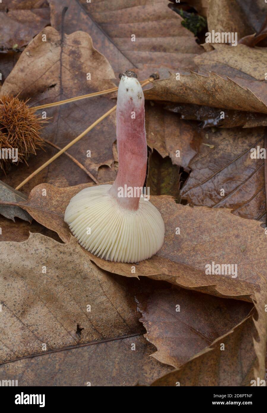 Le branchie di un giovane fungo russula mariae trovarono crescere in una cucciolata di foglie profonde e umide. Foto Stock