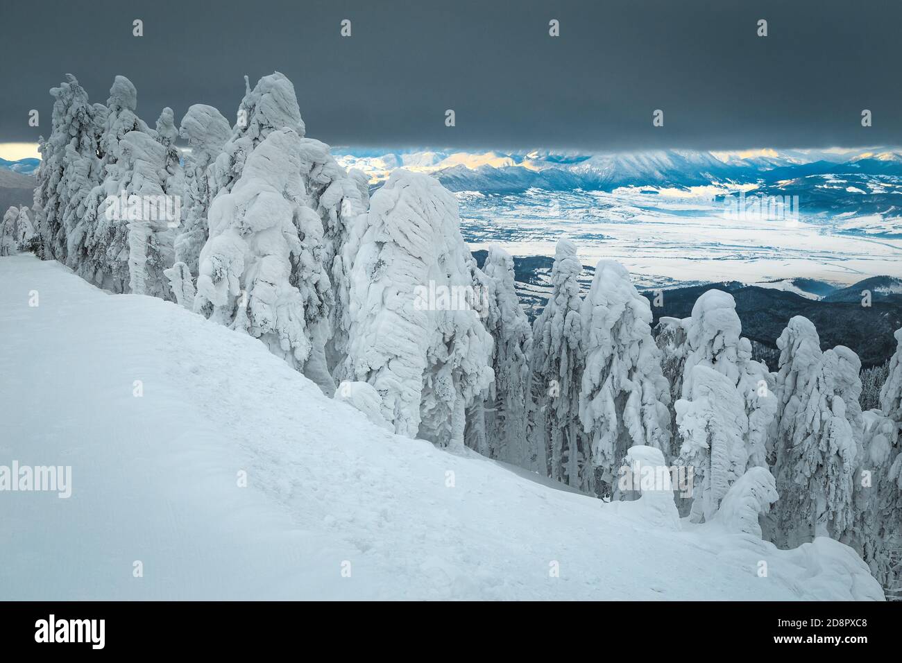 Maestoso scenario di foresta invernale ghiacciata con pini innevati e. Buon concetto di festa di Capodanno Foto Stock