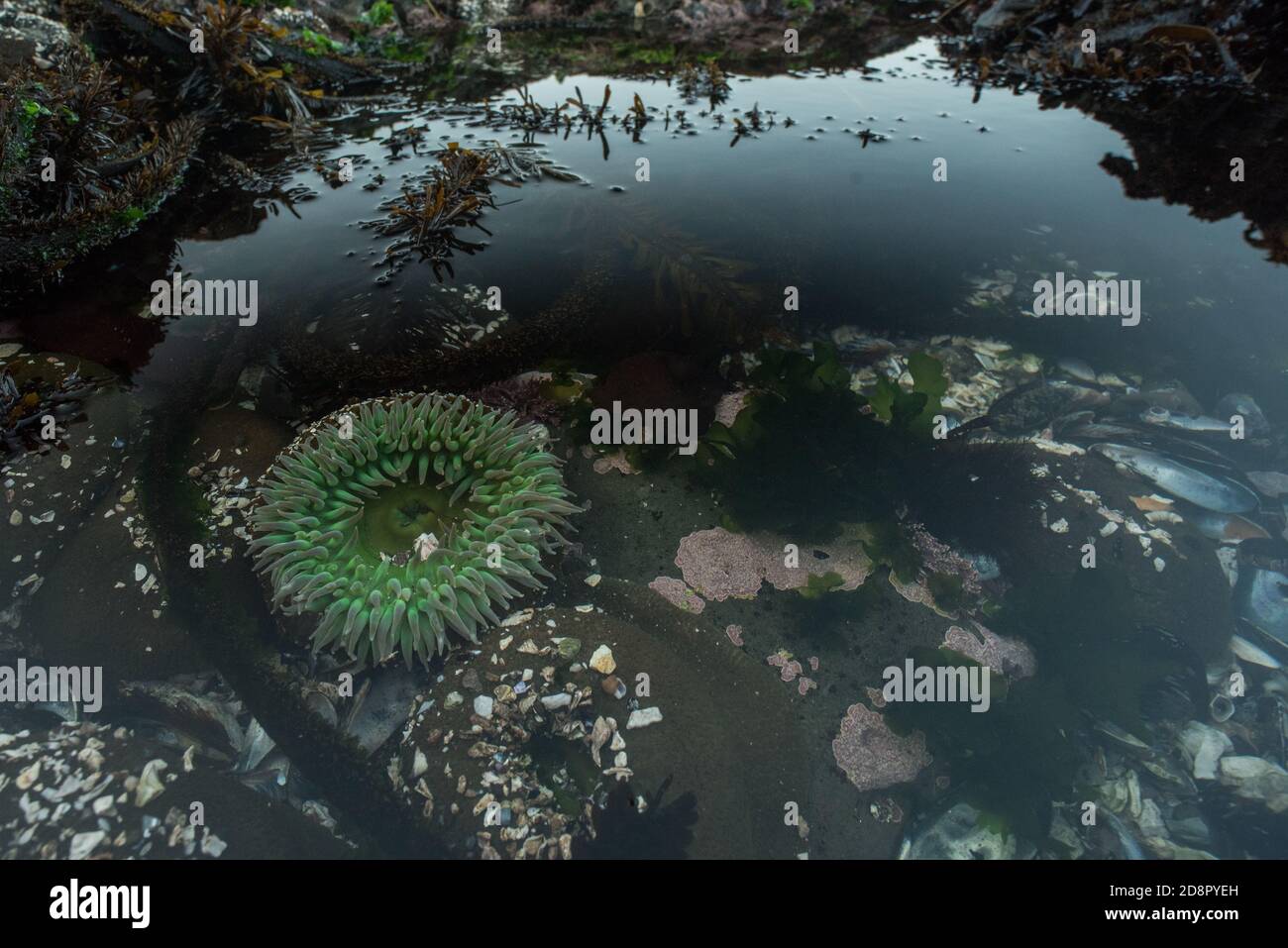 Il gigantesco anemone verde (Anthopleura xantogrammica) dall'oceano Pacifico, questo è dal punto pilastro delle maree in California. Foto Stock