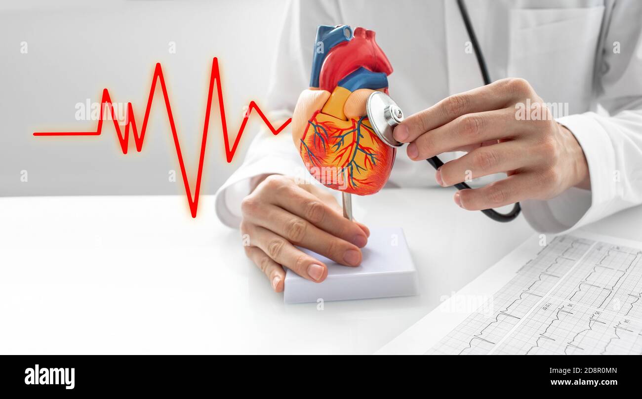 Il cardiologo utilizza uno stetoscopio per l'atto di ascolto dei suoni che battono un modello anatomico del cuore. Concetto di malattie cardiache, sistema cardiovascolare, e. Foto Stock Il cardiologo utilizza uno stetoscopio per l'atto di ascolto dei suoni che battono un modello anatomico del cuore. Concetto di malattie cardiache, sistema cardiovascolare, e. Foto Stock