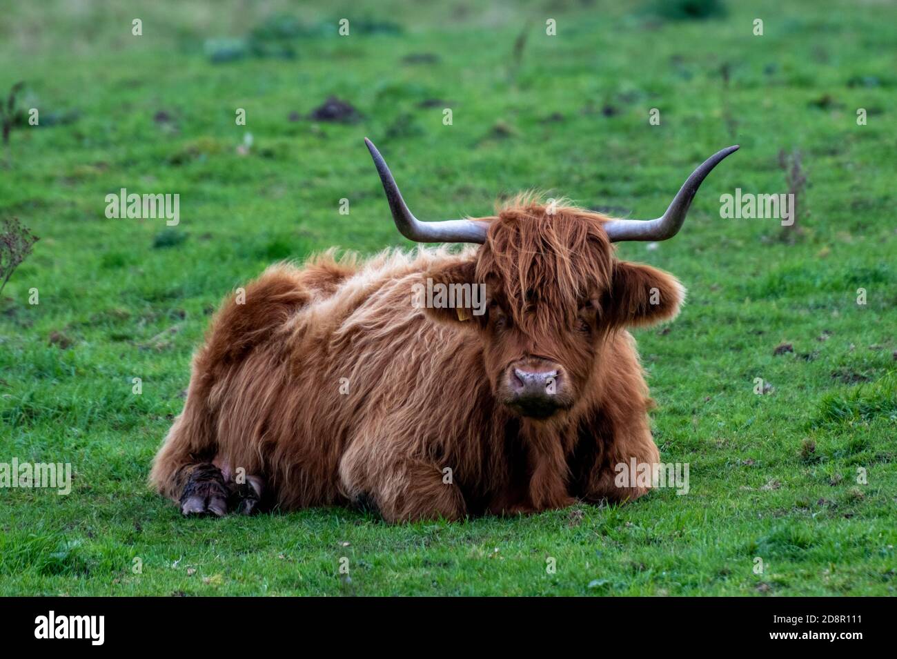 un grande toro di bestiame dell'altopiano di aberdeen angus che si stese prendendolo facile e riposante in un campo verde su una fattoria in norfolk. Foto Stock