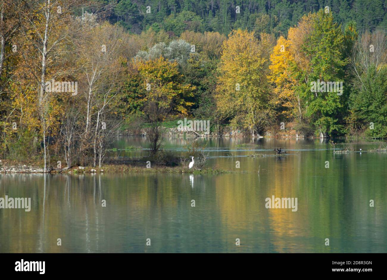 vista panoramica di uno splendido laghetto vicino ad anghiari circondato da alberi in colori autunnali e con un grande bianco caccia agli airone Foto Stock