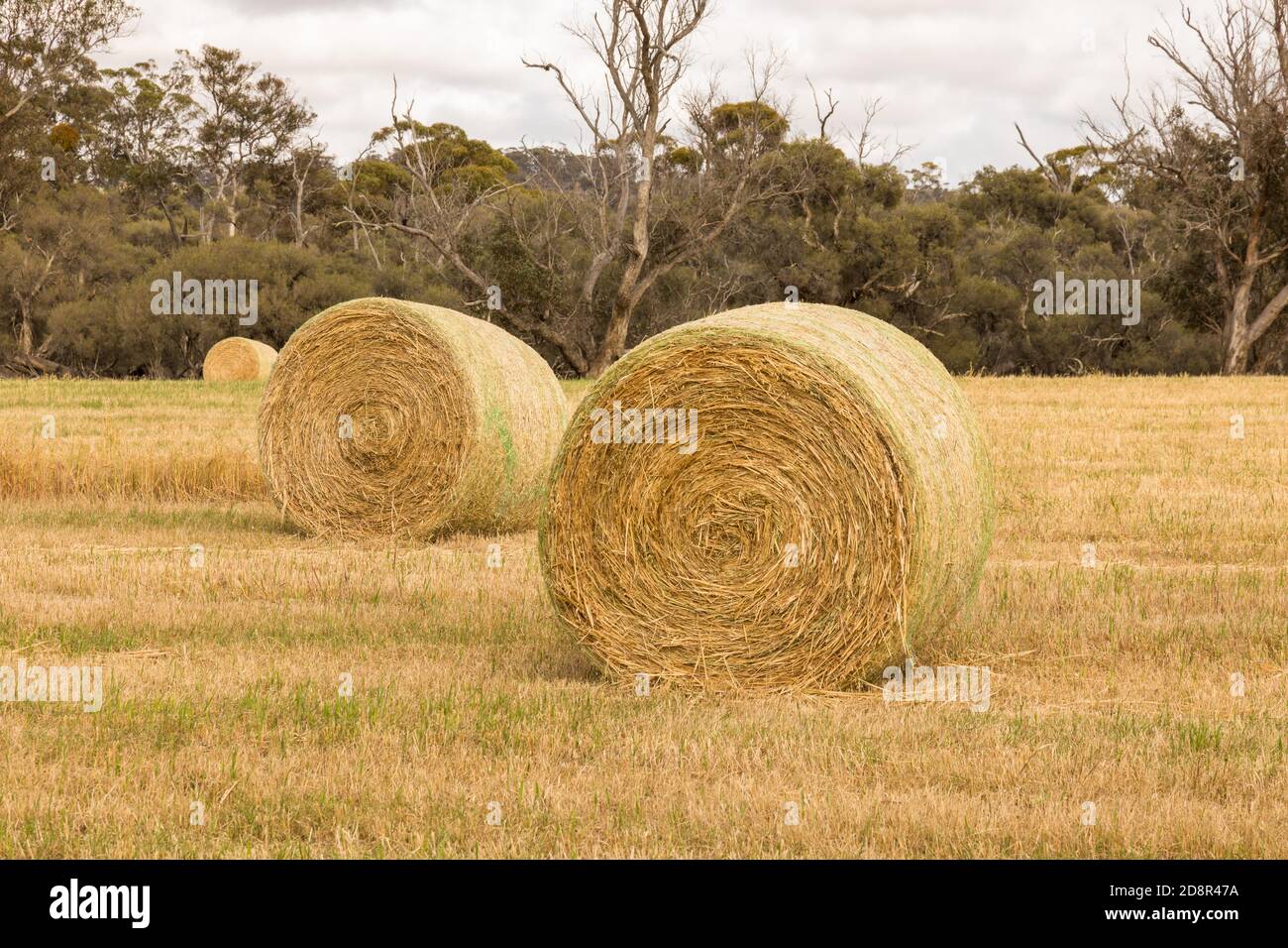 Balle di fieno multiple in paddock vicino a Wagin, Australia occidentale Foto Stock