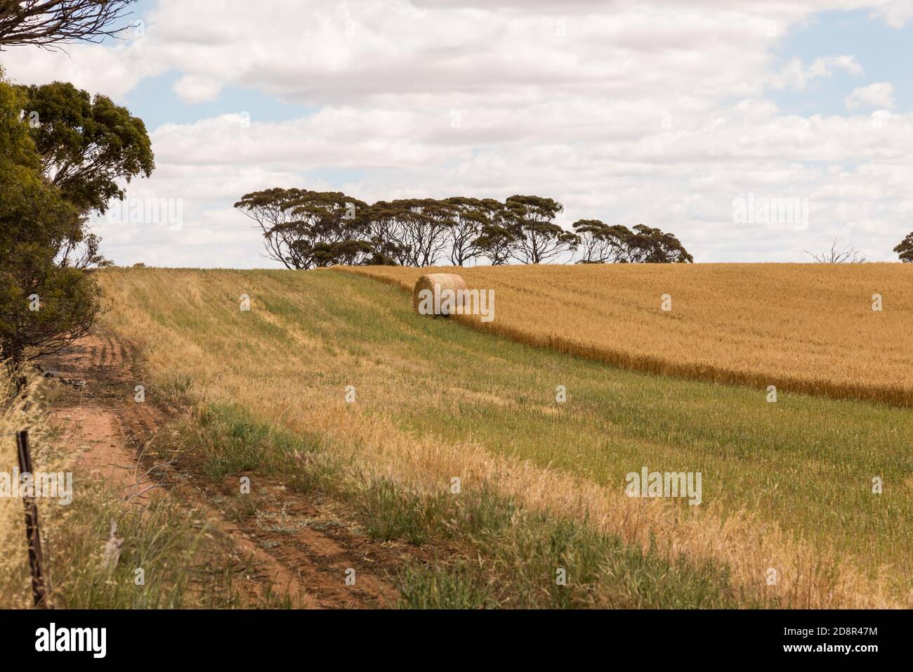 Paddock di fieno parzialmente raccolto vicino a Wagin Australia Occidentale Foto Stock